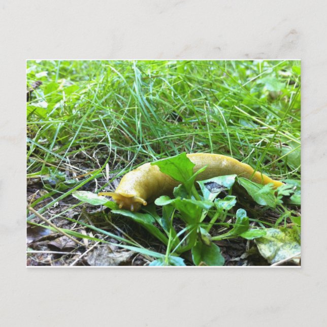 Postal Banana Slug (Anverso)