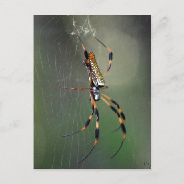 Postal Banana Spider (Anverso)