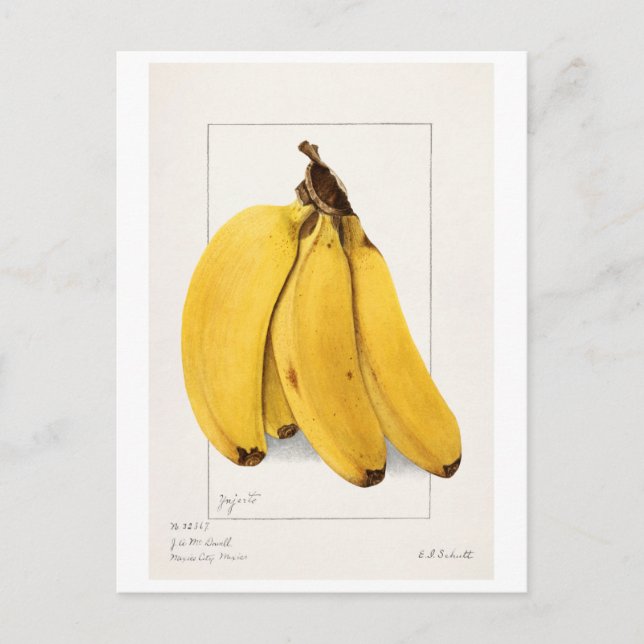 Postal Bananas (Musa) (1904) de Ellen Isham Schutt (Anverso)