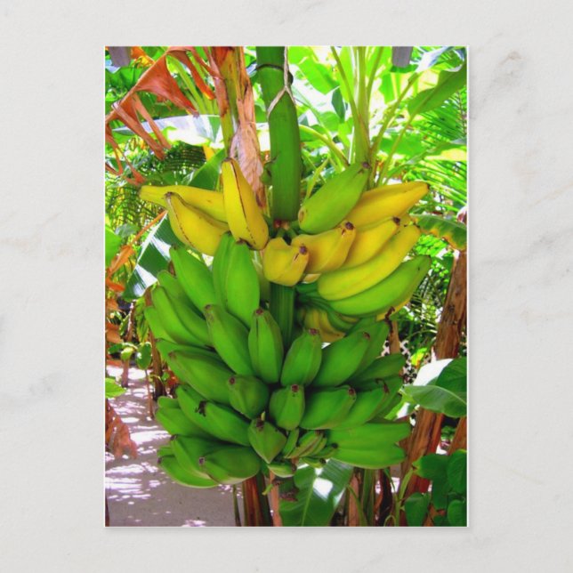 POSTAL ¡BANANAS SALVAJES! (Anverso)