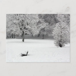 Postal Banca de nieve y árboles