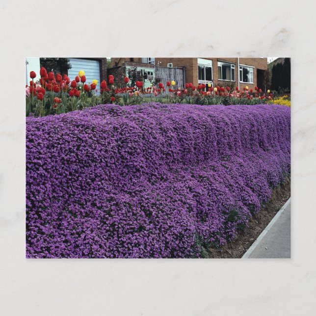 Postal Banco Aubreitta con Alyssum saxatile y tulipanes (Anverso)