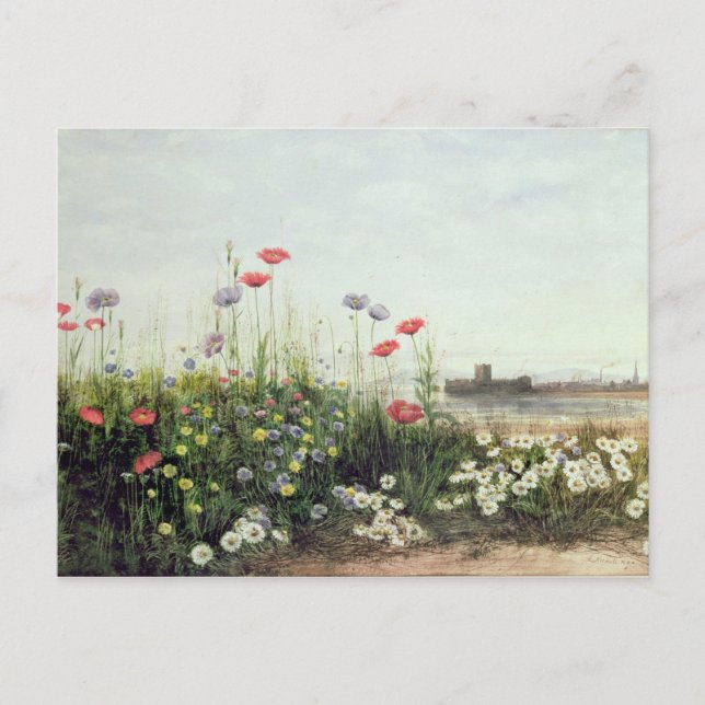 Postal Banco de las flores del verano (Anverso)
