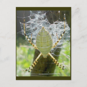 Postal Banda Argiope Spider Dorsal Ver Postcard