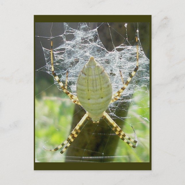 Postal Banda Argiope Spider Dorsal Ver Postcard (Anverso)