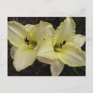 Postal Banda boda - Daylily