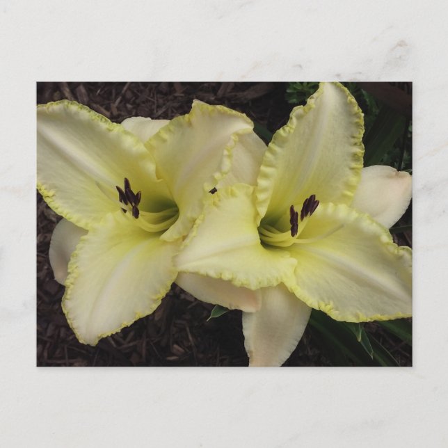 Postal Banda boda - Daylily (Anverso)