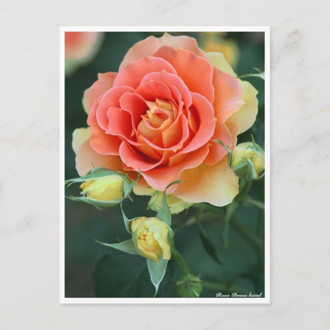 Postal Banda Rosa Brass: Postcard (Anverso)