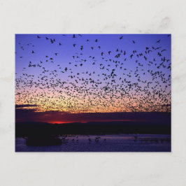 Postal Bandada al amanecer