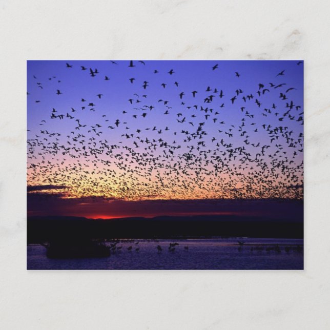 Postal Bandada al amanecer (Anverso)
