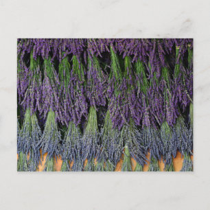 Postal Bandejas de lavanda en una bandeja de secado