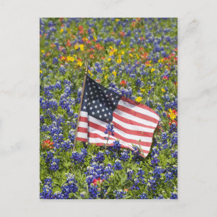 Postal Bandera americana en campo de Blue Bonnets,