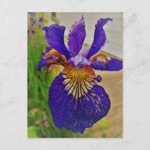 Postal Bandera Azul Iris Fleur de Lys Francesa Canadá Que