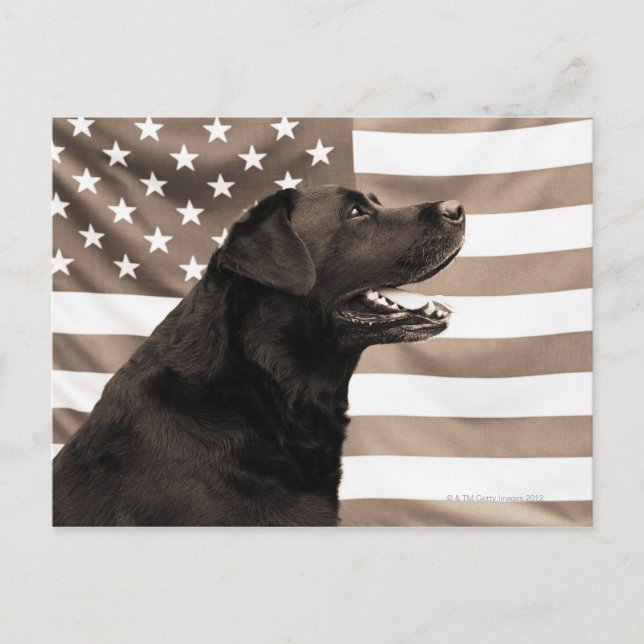 Postal Bandera de perro y estadounidense (Anverso)