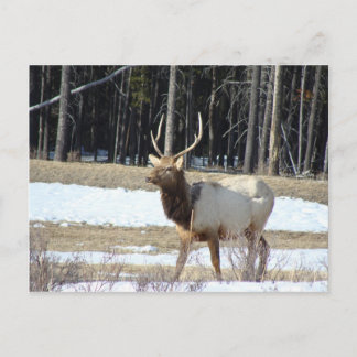 Postal Banff Elk