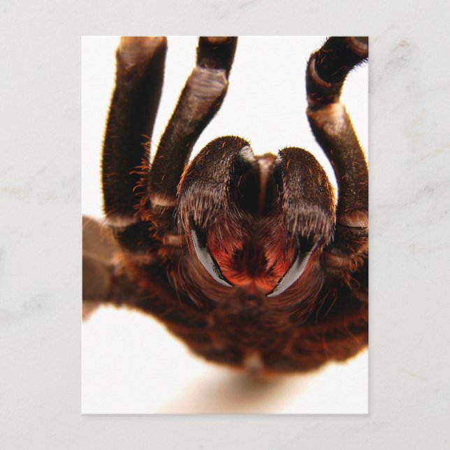 Postal Bangs - Tarantula Art Image 2 (Anverso)