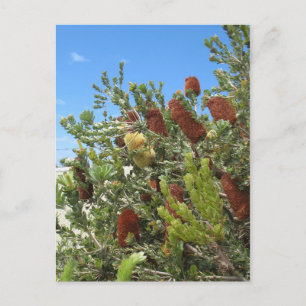 Postal Banksias