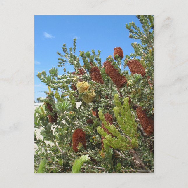 Postal Banksias (Anverso)