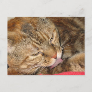Postal baño de gatos