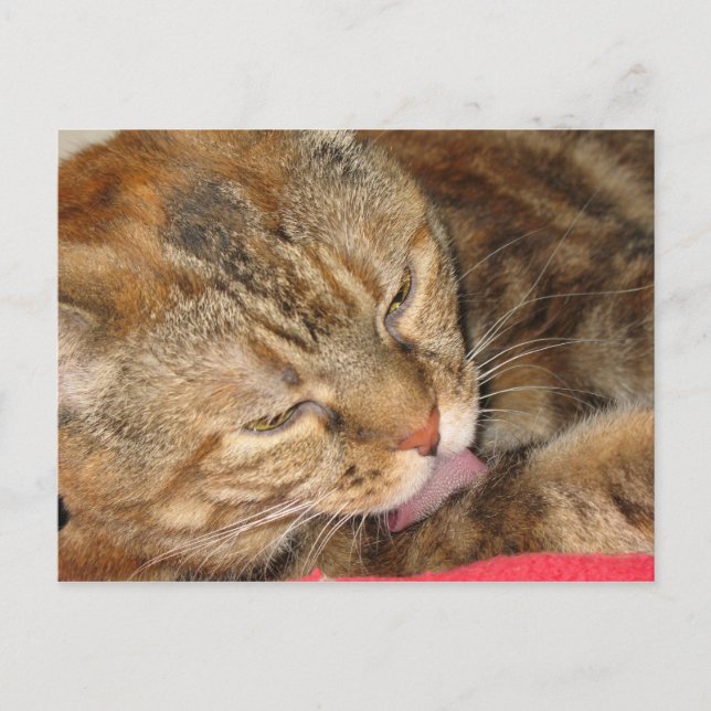 Postal baño de gatos (Anverso)