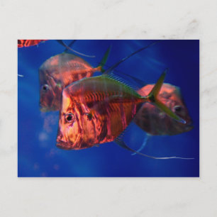 Postal Baño de peces en Neon