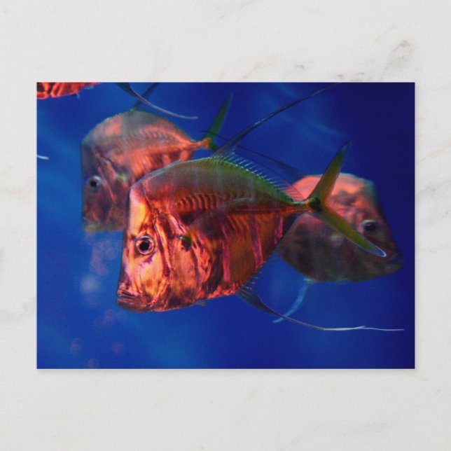 Postal Baño de peces en Neon (Anverso)