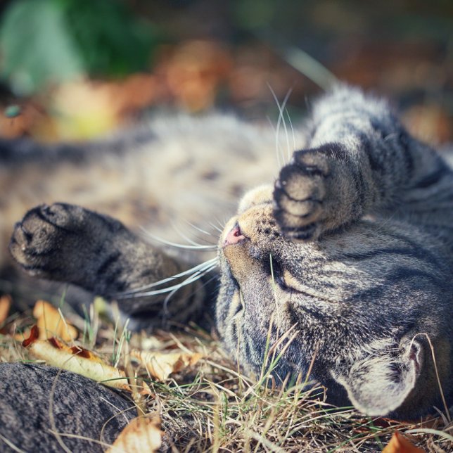 Postal Baño de sol de gatos (Subido por el creador)