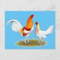 Bantam, el juego del viejo inglés:  Pyle Rojo