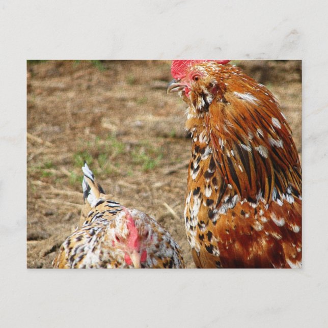 Postal Bantam Hen y Rooster (Anverso)