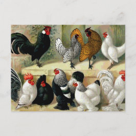 Postal "Bantams" Ilustracion de época