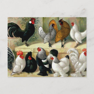 Postal "Bantams" Ilustracion de época