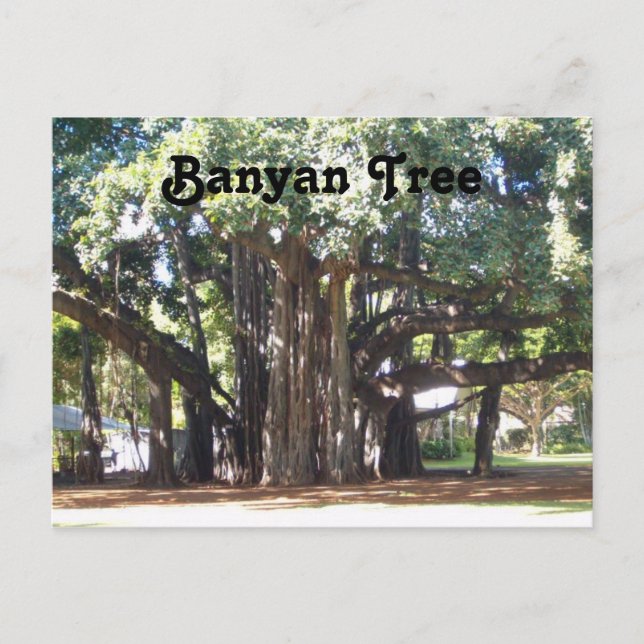 Postal Banyan Tree (Anverso)