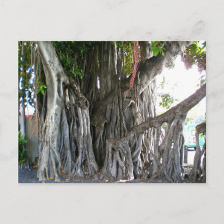 Postal Banyan Tree