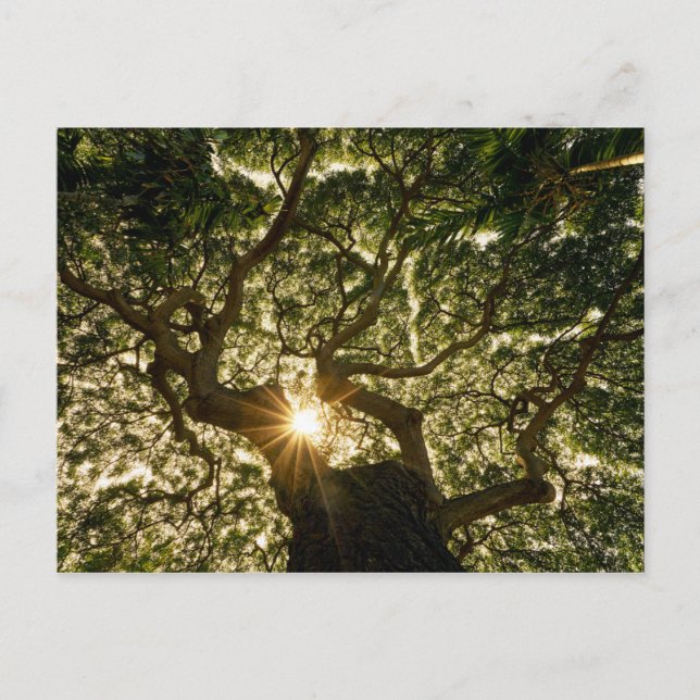 Postal Banyan Tree Canopy Sunstar (Anverso)