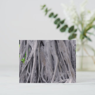 Postal Banyan Tree Trunk