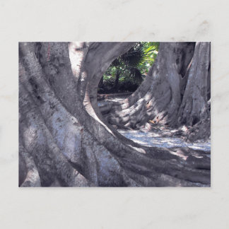 Postal Banyan Trees