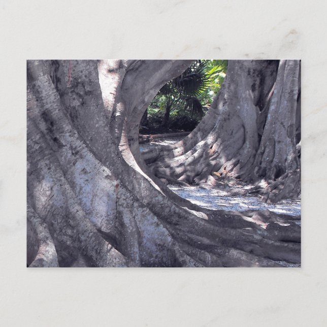Postal Banyan Trees (Anverso)