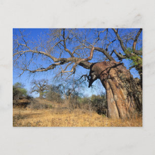 Postal Baobab (Adansonia Digitata), Parque Nacional Kruge