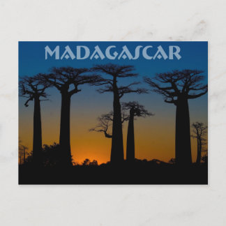 Postal Baobabs de Madagascar