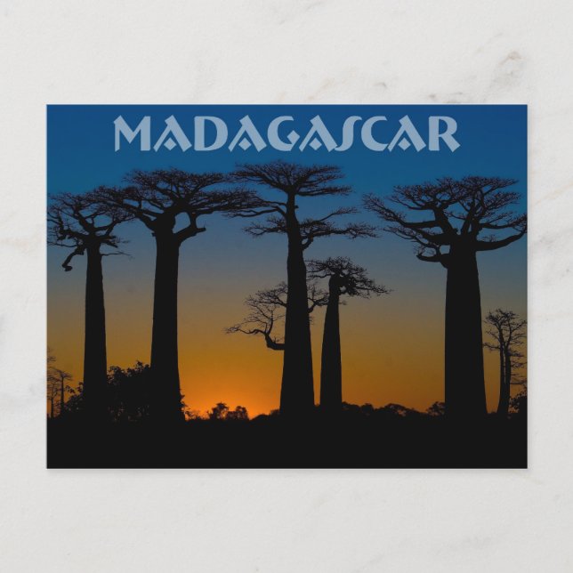Postal Baobabs de Madagascar (Anverso)