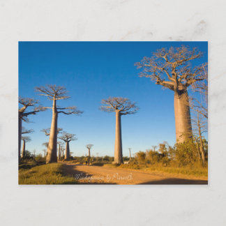 Postal Baobabs de Madagascar