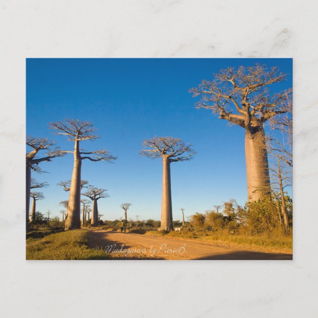 Postal Baobabs de Madagascar (Anverso)