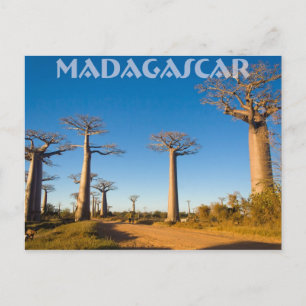 Postal Baobabs de Madagascar