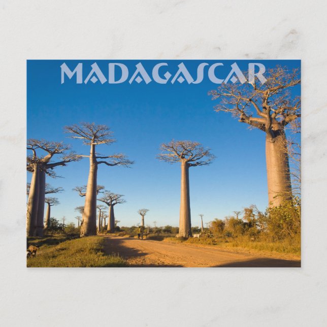 Postal Baobabs de Madagascar (Anverso)