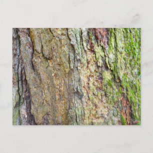 Postal Baraja de árbol cubierta por mosquitos
