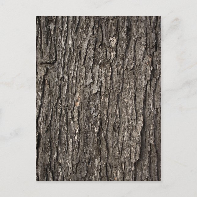 Postal Baraja de árbol gruesa (Anverso)