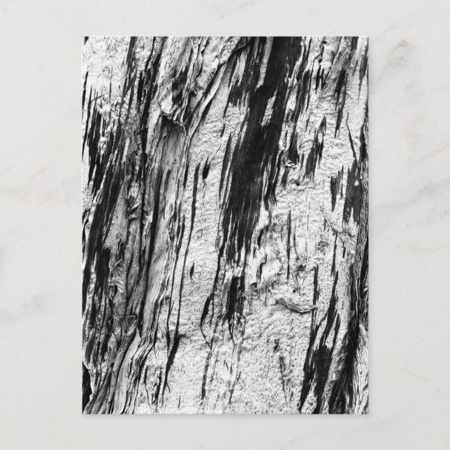 Postal Baraja de árbol muerto (Anverso)