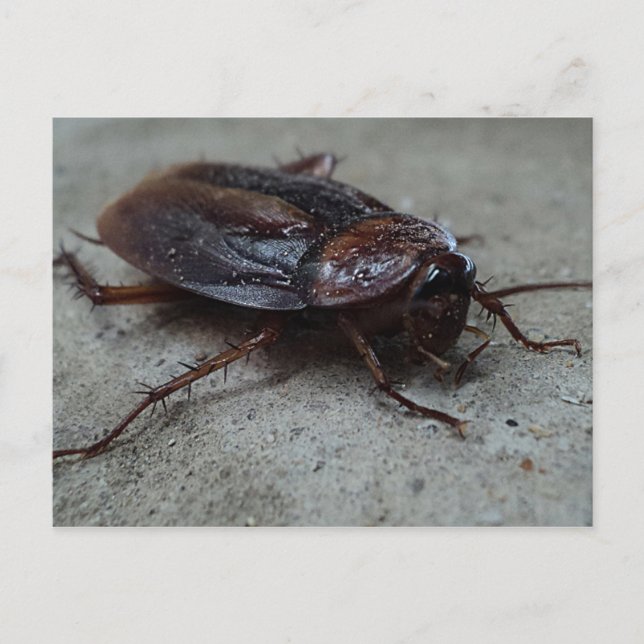 Postal Barata Cucaracha Cockroach (Anverso)