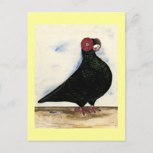 Postal Barb Pigeon Watercolor