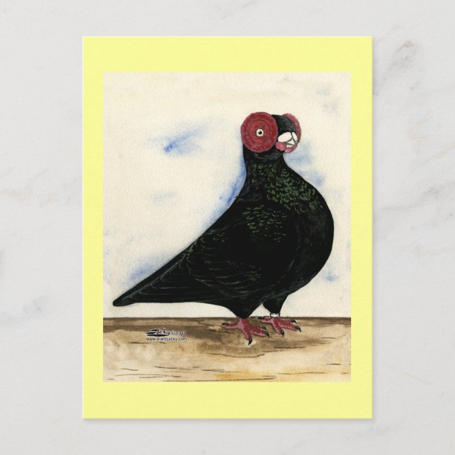 Postal Barb Pigeon Watercolor (Anverso)